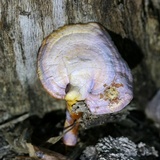 Ganoderma curtisii image