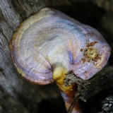 Ganoderma curtisii image