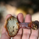 Ganoderma curtisii image