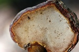 Ganoderma curtisii image