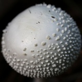 Amanita abrupta image
