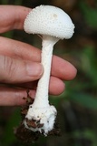 Amanita abrupta image