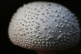 Amanita abrupta image