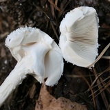 Amanita abrupta image