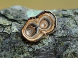 Poronidulus conchifer image