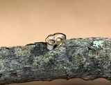 Poronidulus conchifer image