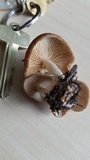 Gymnopus luxurians image