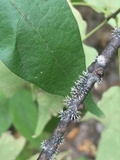 Cordyceps clavulata image
