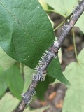Cordyceps clavulata image