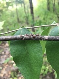 Cordyceps clavulata image