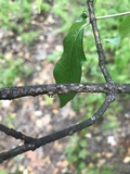 Cordyceps clavulata image
