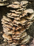 Bjerkandera fumosa image