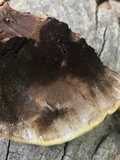 Bjerkandera fumosa image