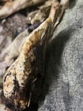 Bjerkandera fumosa image