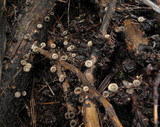 Nidula candida image