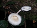 Lentinus concavus image