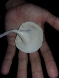 Lentinus concavus image