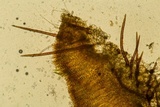 Scutellinia setosa image