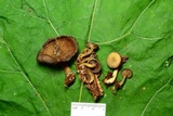 Callistosporium purpureomarginatum image