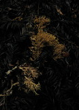Phaeoclavulina myceliosa image