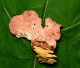 Byssomerulius incarnatus image
