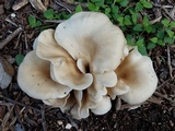 Hohenbuehelia petaloides image