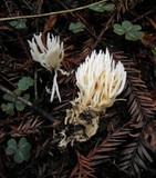 Ramariopsis kunzei image