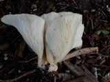 Hohenbuehelia petaloides image