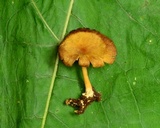 Callistosporium luteo-olivaceum image