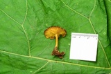 Callistosporium luteo-olivaceum image