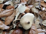 Leucocoprinus brebissonii image