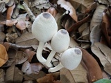 Leucocoprinus brebissonii image