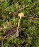Rickenella fibula image