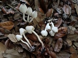 Leucocoprinus brebissonii image