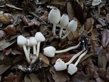 Leucocoprinus brebissonii image