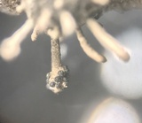 Cordyceps clavulata image