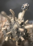 Cordyceps clavulata image