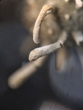 Cordyceps clavulata image