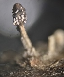 Cordyceps clavulata image