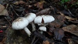 Agaricus leptocaulis image