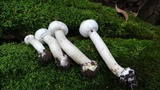 Agaricus leptocaulis image