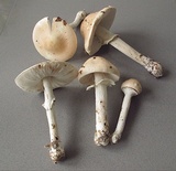 Limacella guttata image