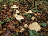 Limacella guttata image