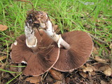 Agaricus albolutescens image