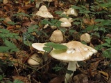 Limacella guttata image