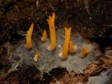 Calocera furcata image