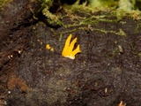 Calocera furcata image