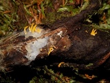 Calocera furcata image