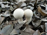 Lycoperdon mammiforme image