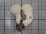 Lycoperdon mammiforme image